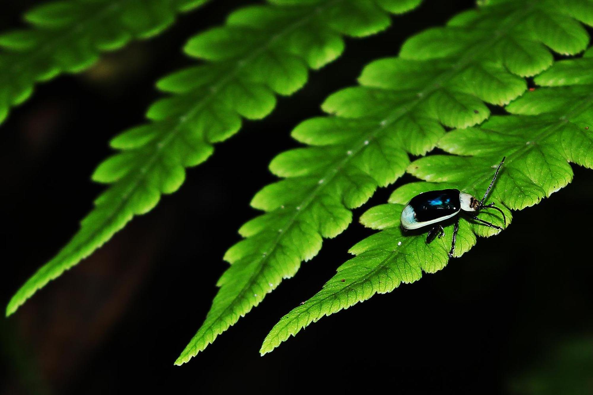 Mindo Green House エクステリア 写真